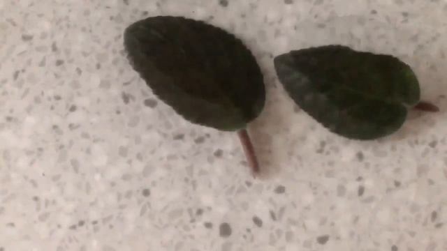 Несколько фиалок в одном горшке смотреть онлайн