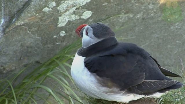 Тупик интересные факты, Атлантический тупик, тупик птица