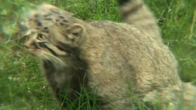 МАНУЛ - ИНТЕРЕСНЫЕ ФАКТЫ