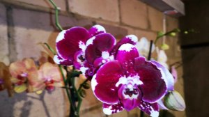 Орхидеи цветут, рассада растет в Мини огороде, ПОБЕДИТЕЛЬ - Gnomvolga