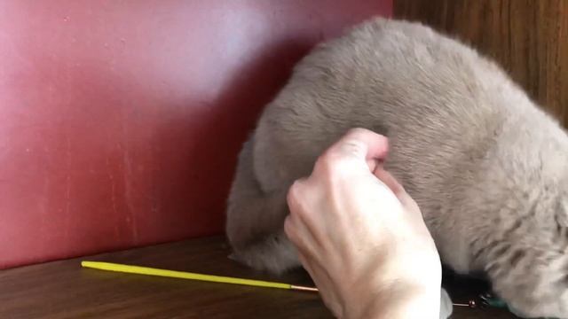 Британская кошечка окраса фавн смотреть онлайн