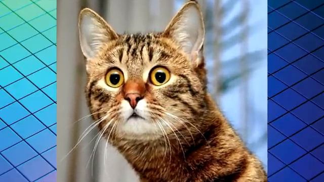 САМЫЙ ПРАВДИВЫЙ ЦЕННИК НА ДОРОГИЕ И ЦЕННЫЕ МОНЕТЫ РОССИИ смотреть онлайн