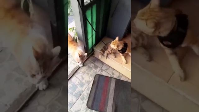 Сумасшедшие Смешные Милые Кошки Virap Clips?|| лучший смотреть онлайн