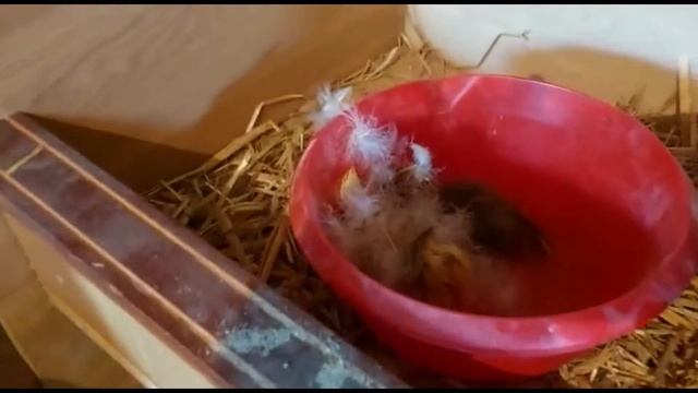 Как Сделать с Силой