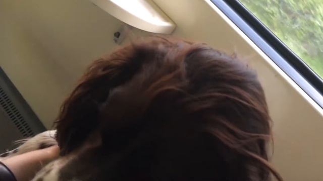 СОБАКА В ПОЕЗДЕ. СПАНИЕЛЬ РУСЯ. смотреть онлайн