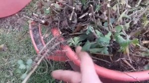 Хризантема шаровидная. Как сохранить хризантему зимой