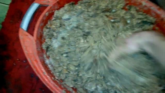 Мускусные утки,/Кормление уток влажными мешанками! смотреть онлайн