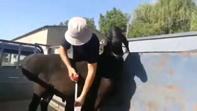 Большой баран. смотреть онлайн