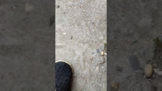 Мощь и Красота. Тритон обыкновенный. Краснодарский. смотреть онлайн