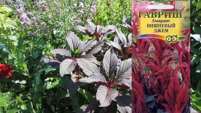 Ожидание vs реальность смотреть онлайн