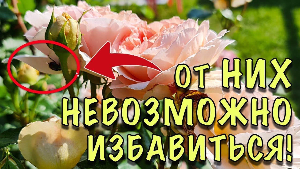 КТО ест ЛЕПЕСТКИ у РОЗ? ВРЕДИТЕЛИ, от которых НЕВОЗМОЖНО избавиться! смотреть онлайн