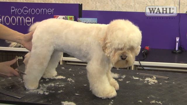 Grooming Guide - Cockapoo- Pro Groomer