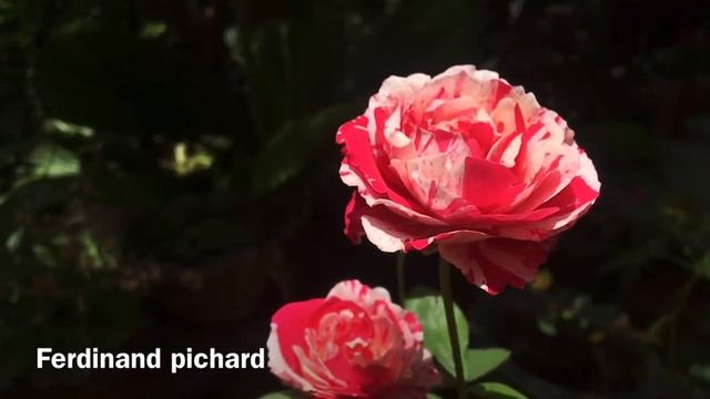 SL I CATCHER with Ferdinand Pichard смотреть онлайн