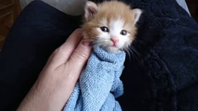 Мое рыженькое Солнышко. смотреть онлайн