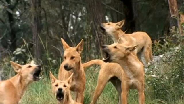 Динго — Dingo смотреть онлайн