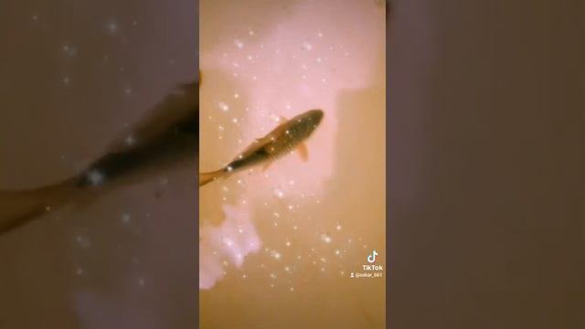 #карась?#золотаярыбка?#желанияисполняет смотреть онлайн