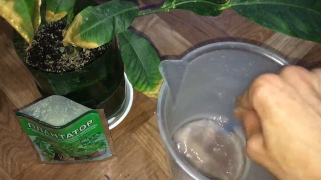 Если сохнут листья у лимона - нужно что-то менять в уходе! смотреть онлайн