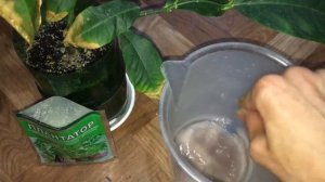 Если сохнут листья у лимона - нужно что-то менять в уходе!