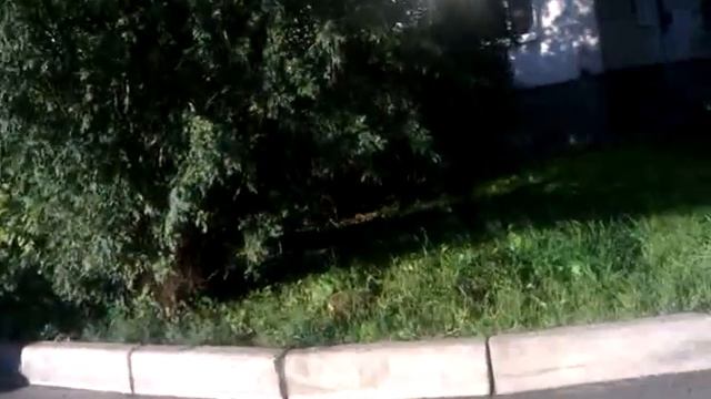 Кошка нападает смотреть онлайн