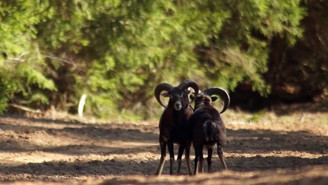 Муфлоны. Неожиданный удар. Mouflon. Unexpected attack. смотреть онлайн