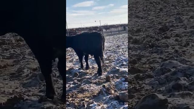 БЫКИ НА ПРОДАЖУ 4 тыс голов. Возрост от 1года до 2. Живой вес от 250 до 500кг. смотреть онлайн