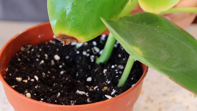 Easy Peperomia Polybotrya Propagation Step By Step Guide