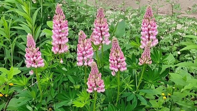 #люпинрастение Что такое "волчий боб"? смотреть онлайн