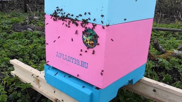 Какие цвета различают пчелы? смотреть онлайн