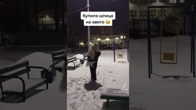 собаки в тик ток смотреть онлайн