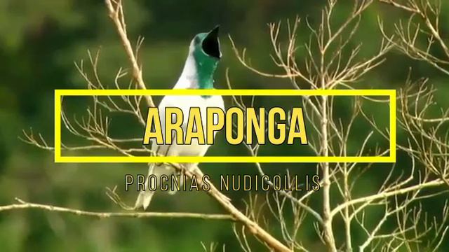 5 Aves Increíbles y sus Cantos смотреть онлайн