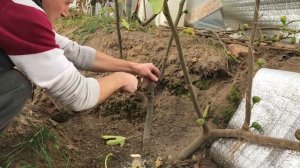 Обрезка и формировка инжира