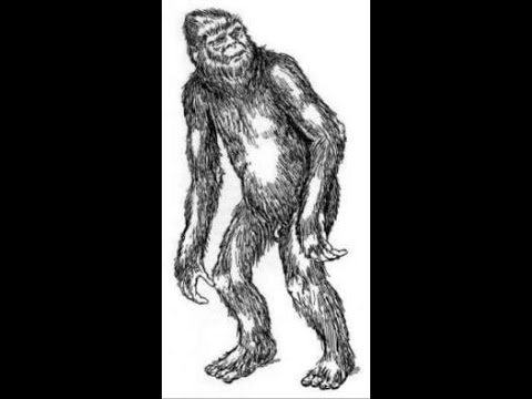 The "Gorilla" in Ohio