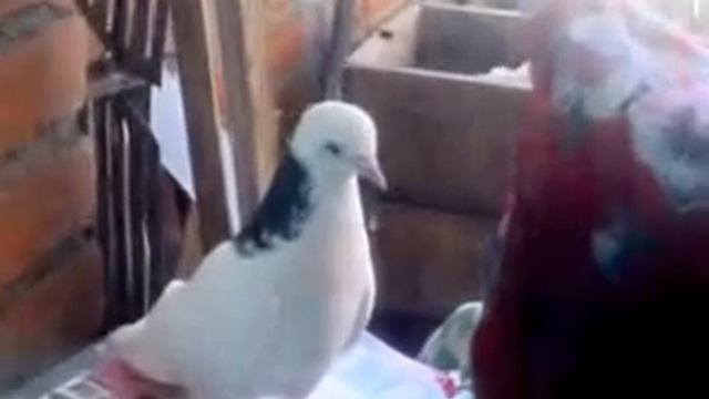 Белый голубь смотреть онлайн