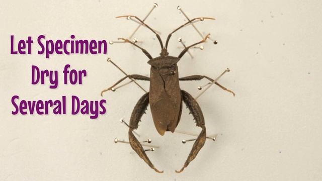 Bug Box Tutorial смотреть онлайн