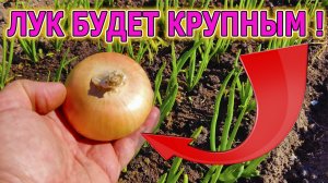 Не выращивайте лук пока не посмотрите это видео! Лук с кулак и много! Советы как выращивать лук!