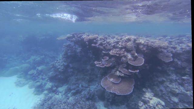 Great Barrier Reef 2019 Table Coral смотреть онлайн