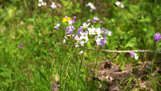 Марион (Франция) - Музыкальная и художественная жизнь.mp4 смотреть онлайн