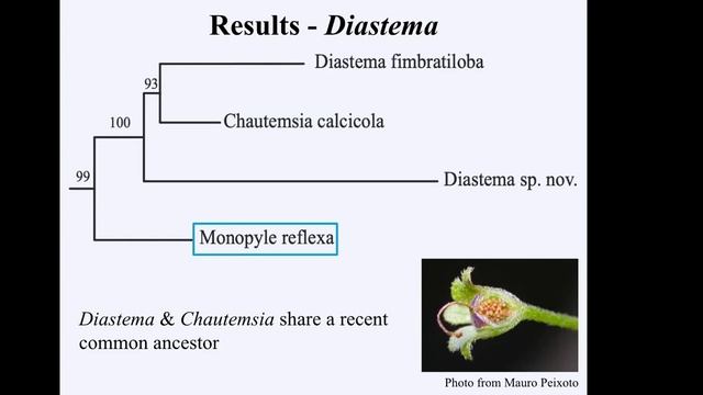 Collaborative Research on Plant Systematics of the Gesneriaceae Family at Selby Gardens смотреть онлайн