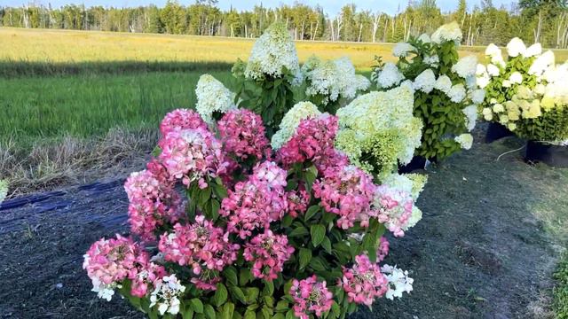 Picking Hydrangeas, Keeping Plants Looking Great, and a Tour of Varieties — Hydrangea Update #4 смотреть онлайн
