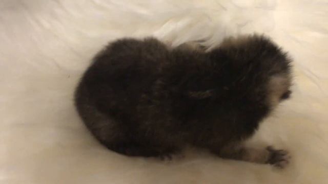 ???СЛОЖНЫЕ РОДЫ У КОШКИ?ВЫЖИЛ ОДИН КОТЕНОК??? смотреть онлайн