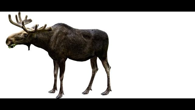 Лось - козел, Лось - олень, Лось - це салненький тюлень 10 минут смотреть онлайн
