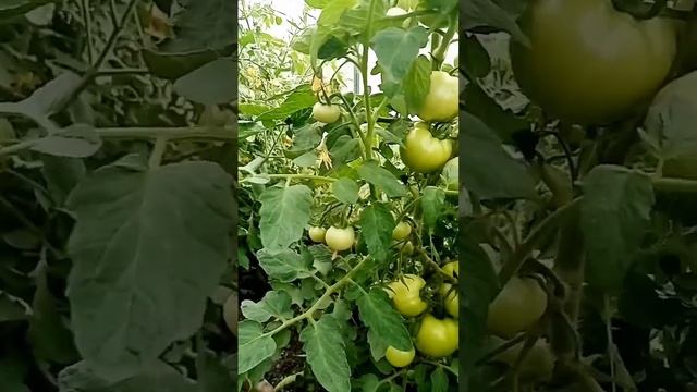 Помидоры сорт Надежда смотреть онлайн