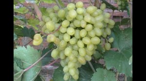 Урожай 2022. Кишмиши Парфюм и Бесподобный