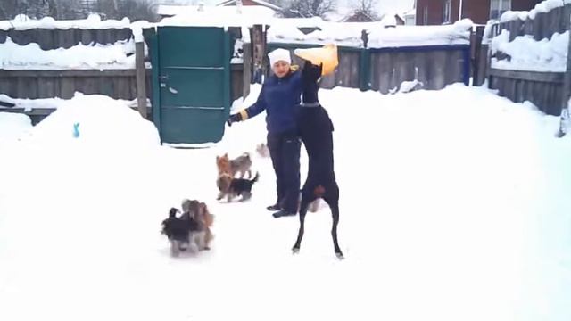 йорки на прогулке. питомник "Файс Хаус" смотреть онлайн