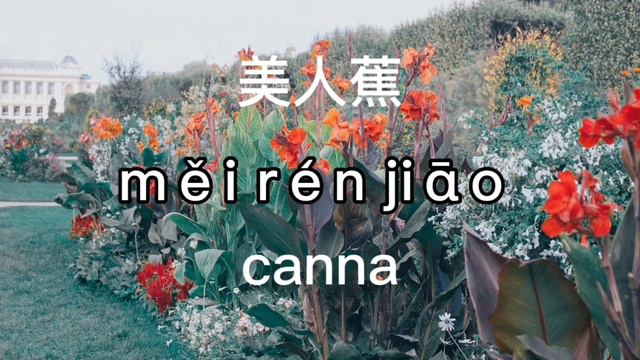 Flower Names in Mandarin Chinese | 10 mins you can learn 50 names |花的名字💐😍 смотреть онлайн