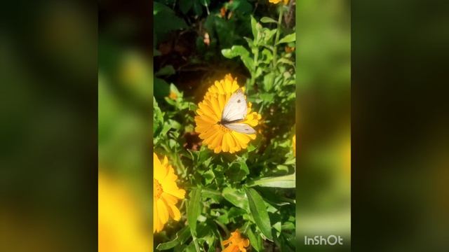 КАЛЕНДУЛЫ И БАБОЧКА смотреть онлайн