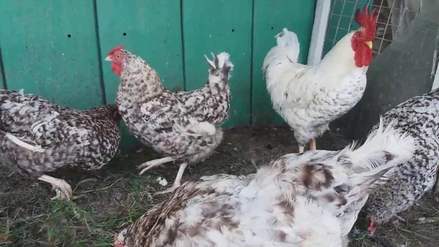 ПУШКИНСКАЯ ПОРОДА КУР. ОТЗЫВ.