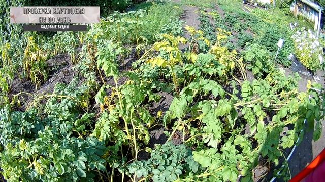 Проверка картофеля на 90 день результаты смотреть онлайн