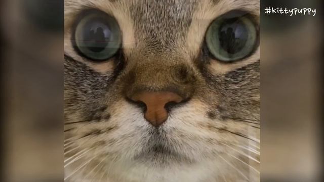 Munchkin Cat Tonio's Meow Song смотреть онлайн