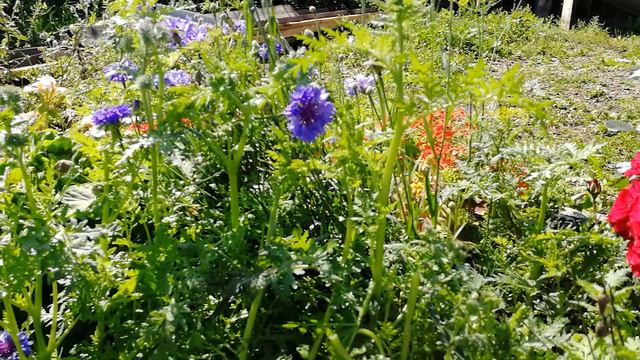 Про фацелию смотреть онлайн